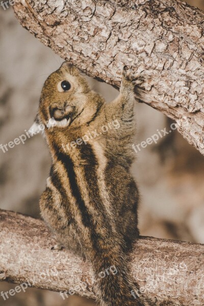 Chipmunk Zoo Creature Cute North America