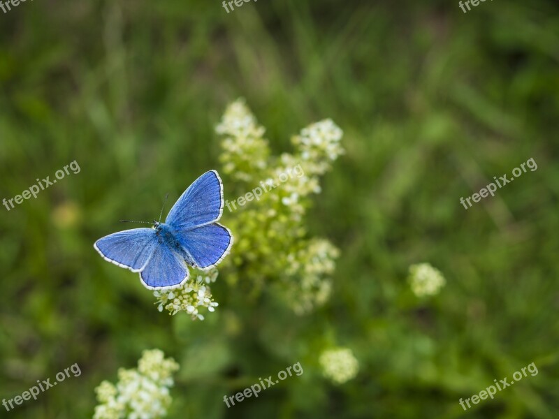 Butterfly Insects Wings Blue Free Photos