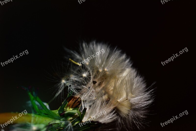 Dandelion Seeds Close Up Flying Seeds Nature