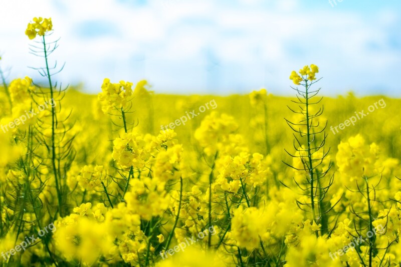 Field Of Rapeseeds Oilseed Rape Blütenmeer Yellow Flowers