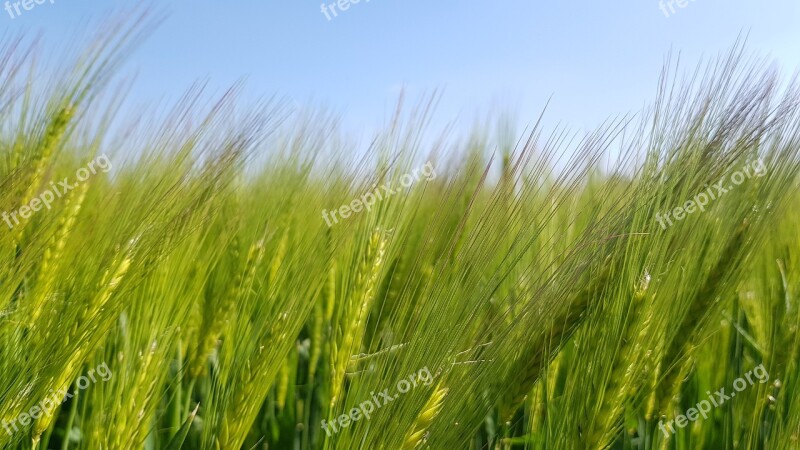 Arable Meadow Summer Landscape Agriculture