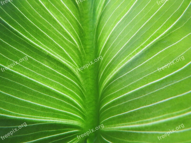 Leaf Calla Green Petiole Plant Macro