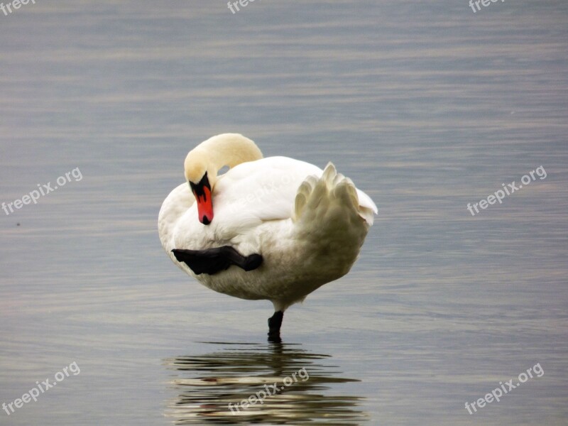 Water Sea Blue Nature Swan