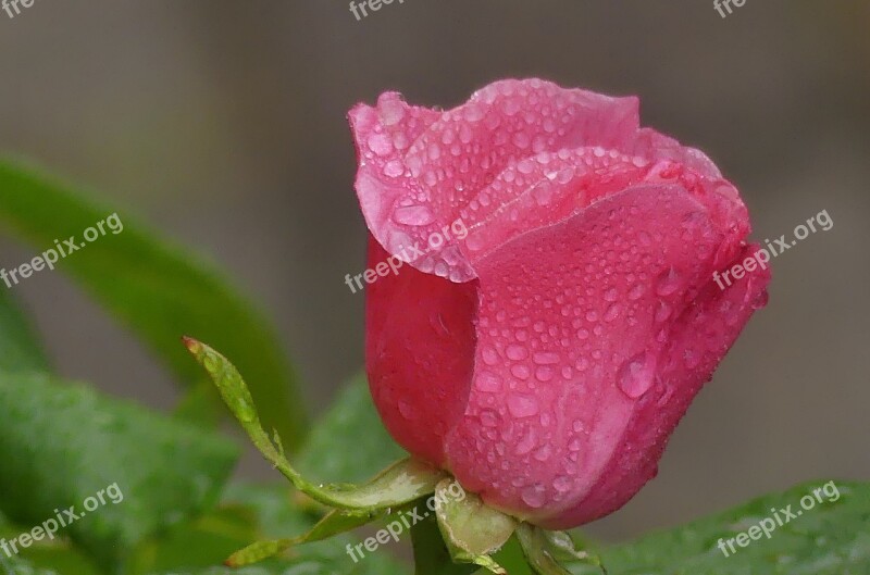 Rose Drip Flower Blossom Bloom