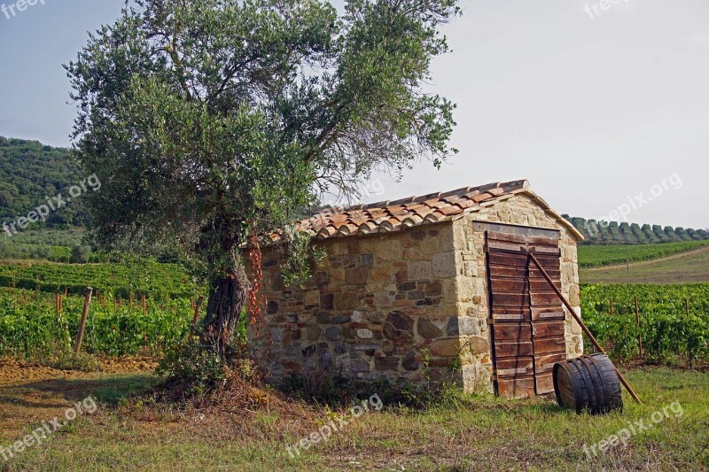 The Shed Utility Room Remittance Olive Tree Campaign