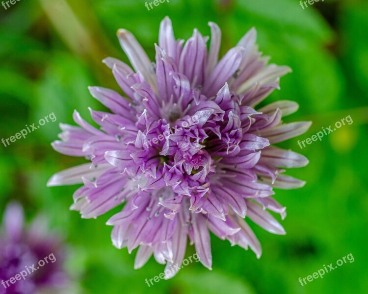 Flower Chives Purple Purple-chives Spring