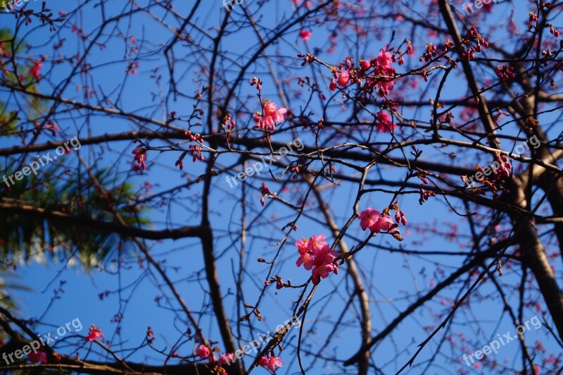 Flower Pink Nature Bloom Free Photos