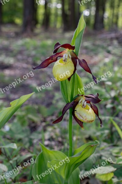 Lady's Slipper Flower Macro Orchid Flora