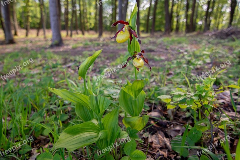 Lady's Slipper Flower Macro Orchid Flora