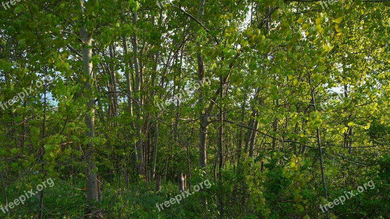 Nature Plants Tree Green Branches