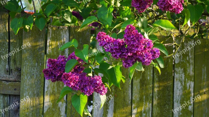 Nature Plants Blossoming Sprig Violet