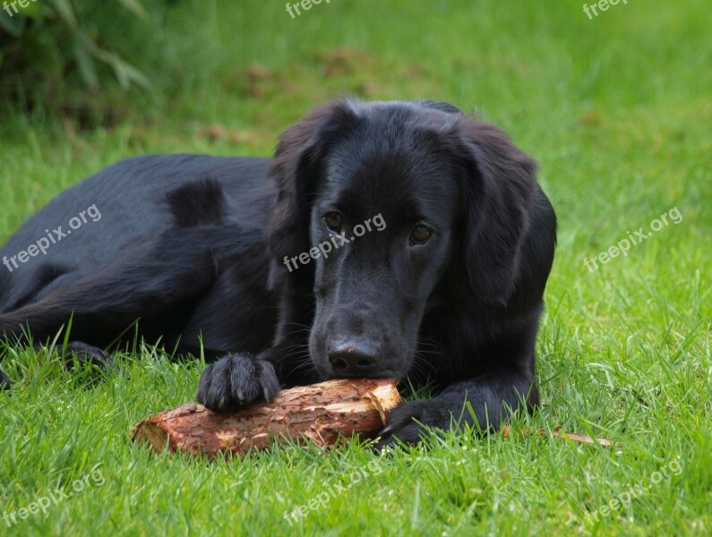 Flatcoated Retriever Flat-coated Retriever Puppy Dog