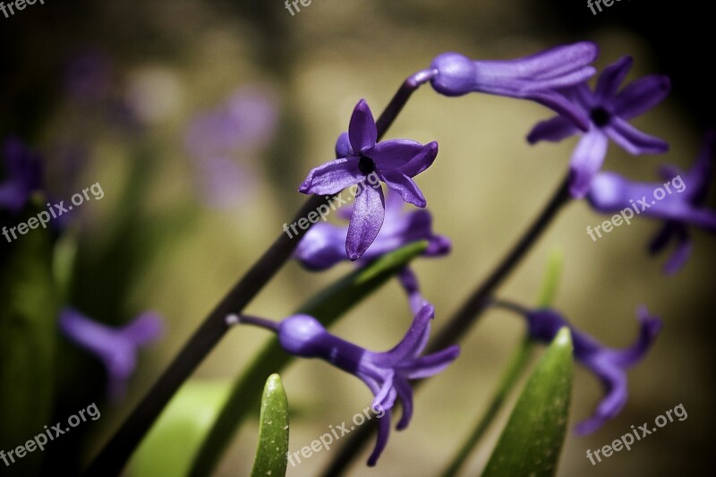 Spring Flower Nature Flowering Flowers