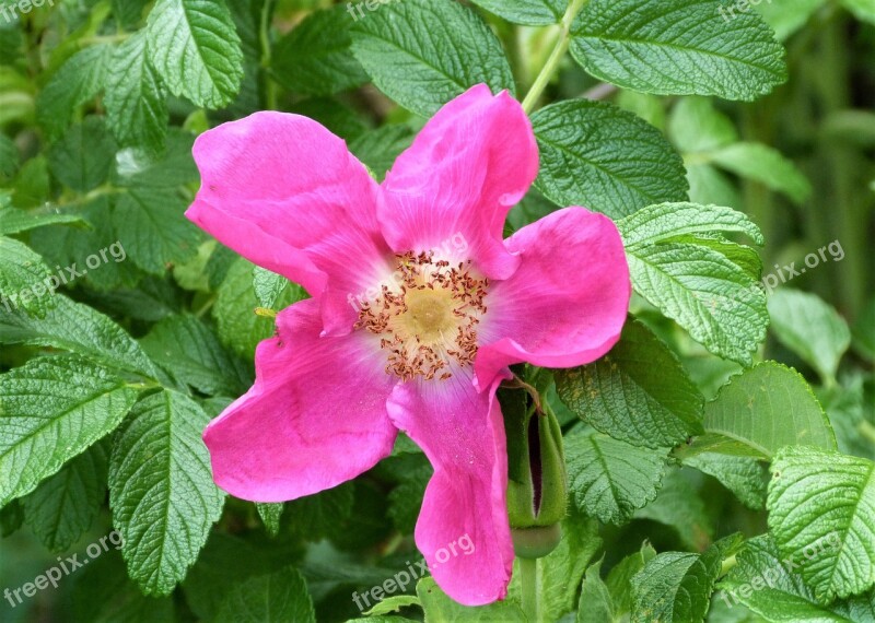 Wild Rose Rose Pink Nature Plant