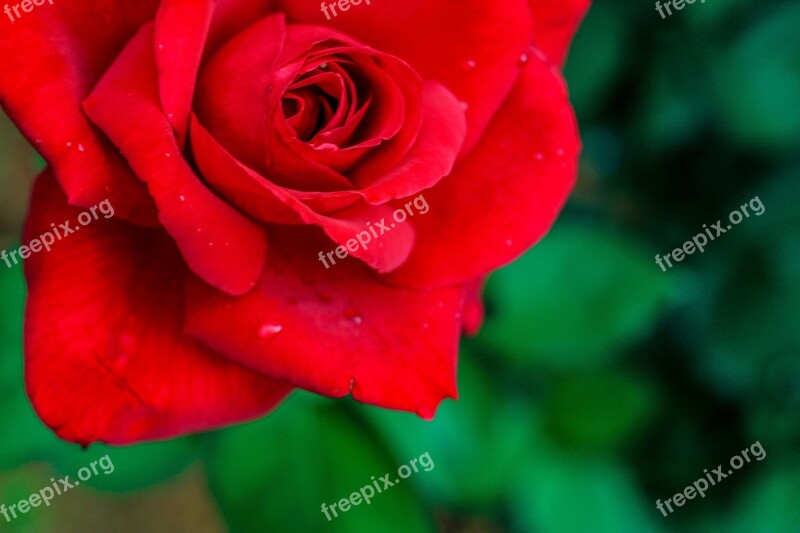 Rose Flower Red Red Rose Romance