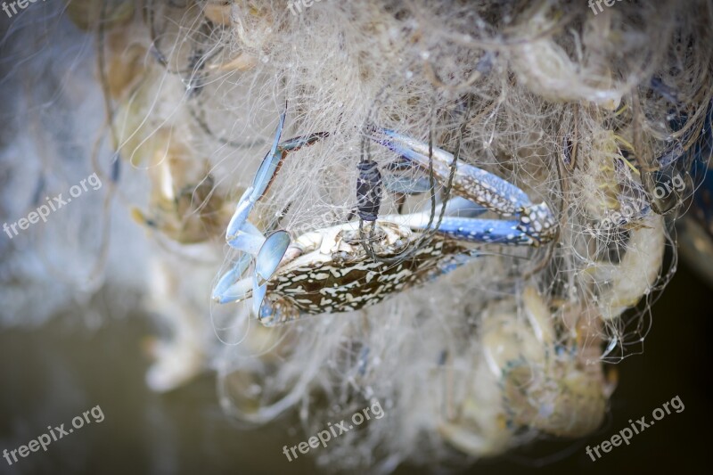 Crab Fishing Nets Catch A Crab Free Photos