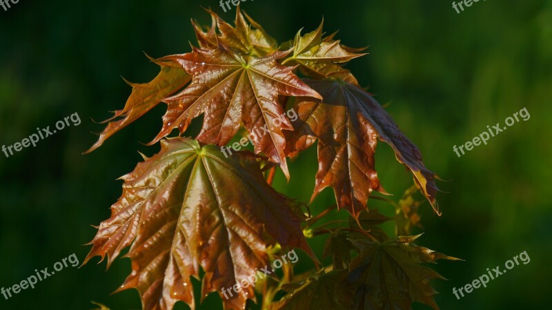 Nature Plants Young Leaflet Tree