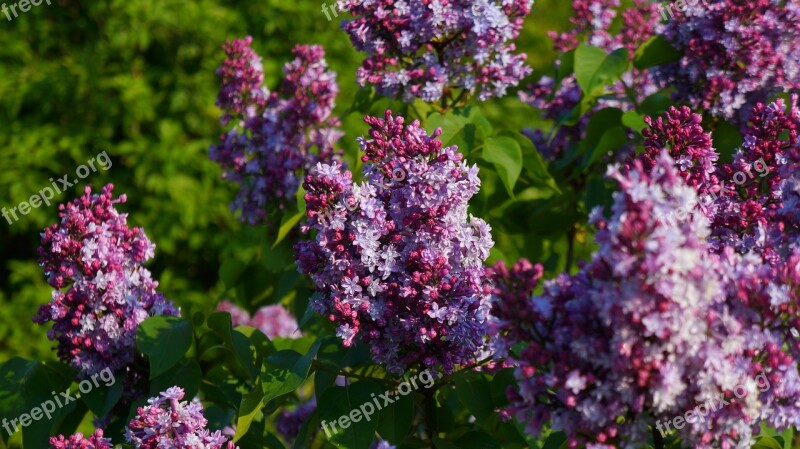 Nature Plants Blooming Without Violet