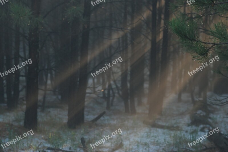 Light Rays Sunlight Trees Forest