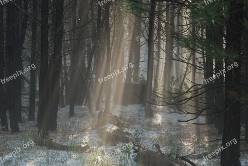 Light Fog Forest Mist Rays