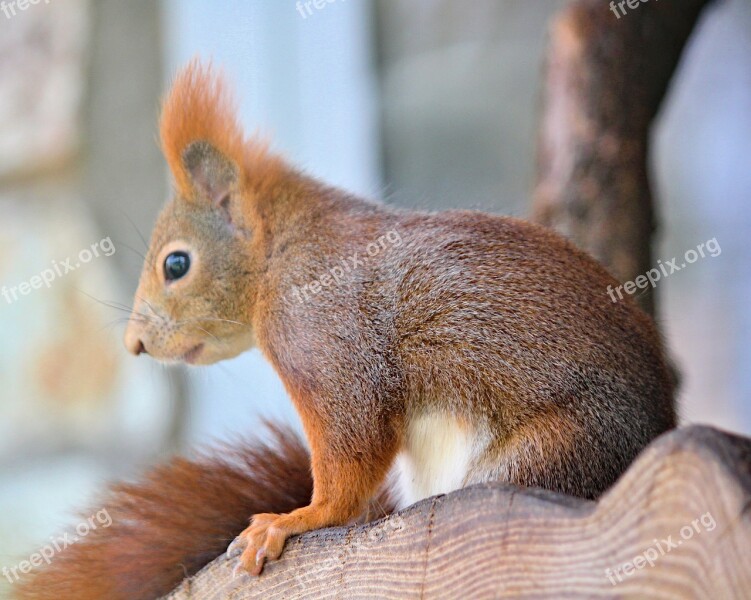 The Squirrel Cub Sitting Curious Rodent