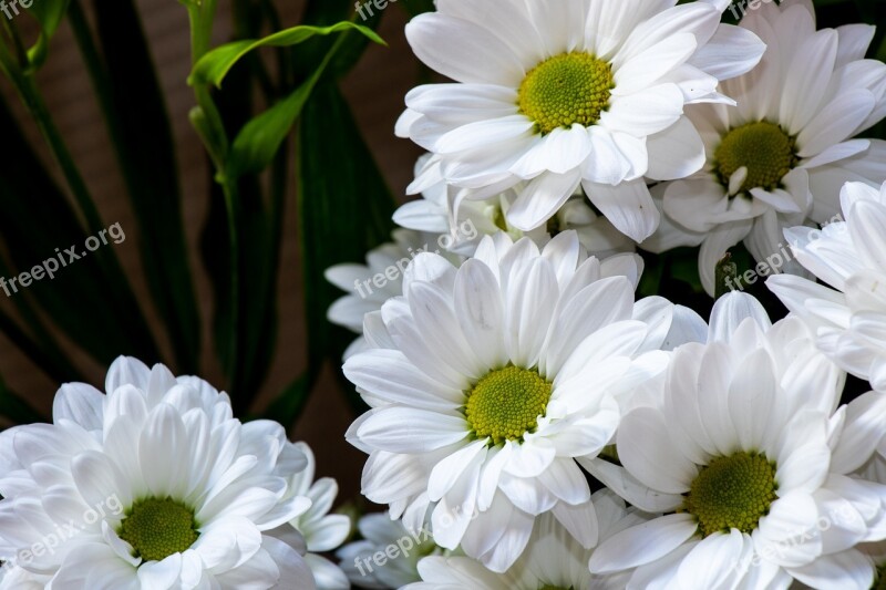 Chrysanthemum Daisy Flower Plant Bloom