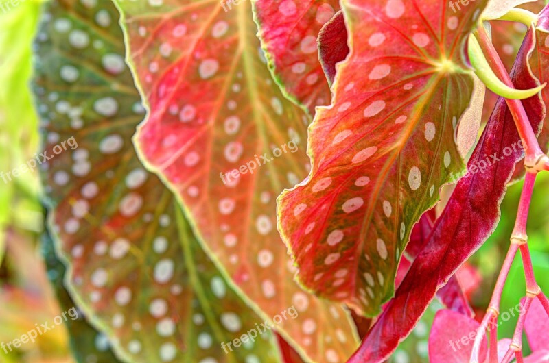 Begonia Plant Begonia Leaf Plants Foliage Plant Colorful