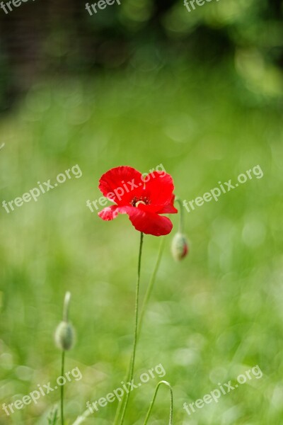 One Flower Red Poppy Spring Red Flower