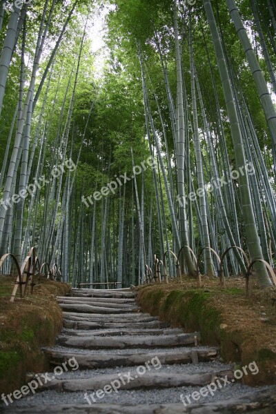 Bamboo Garden Japan Green Nature