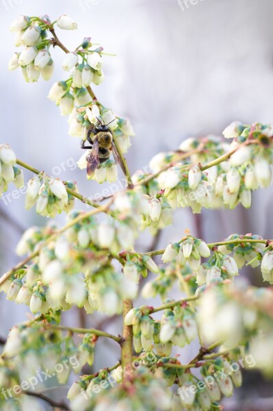 Bee Bumblebee Pollination Blueberry Bush