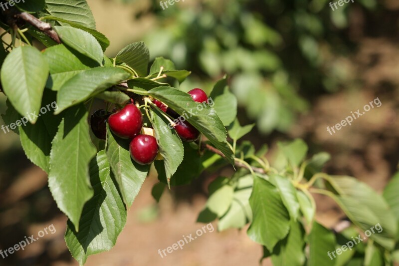 Close Up Of Cherries On Tree Cherries On Tree Red Cherries Free Photos