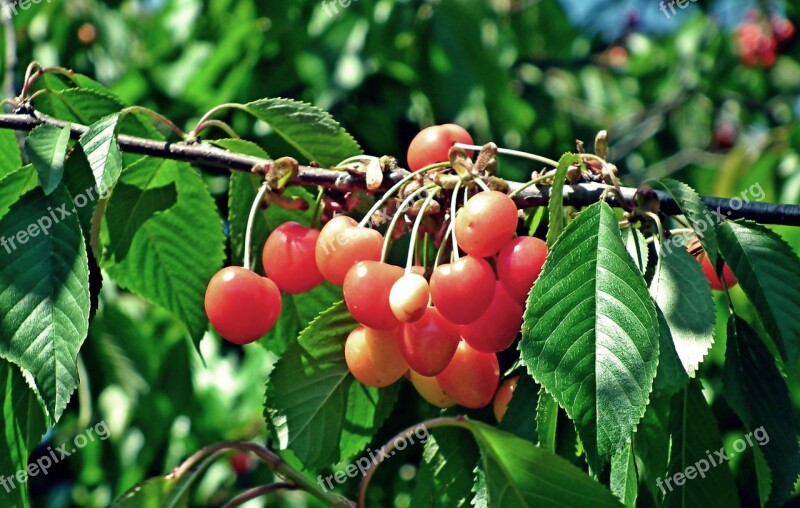 Cherries Fruit Sprig Vitamins Garden