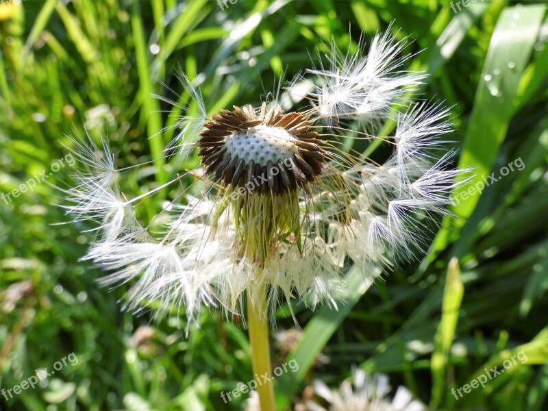 Löwnzahn Frühling Grün Blume Spring