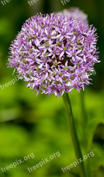 Landscape Nature Flower Ornamental Onion Light