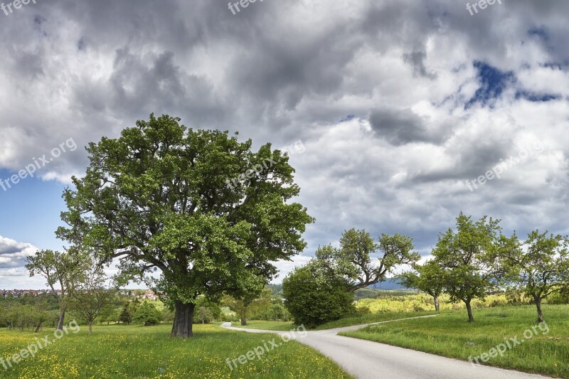 Panorama Tree Spring Landscape Nature