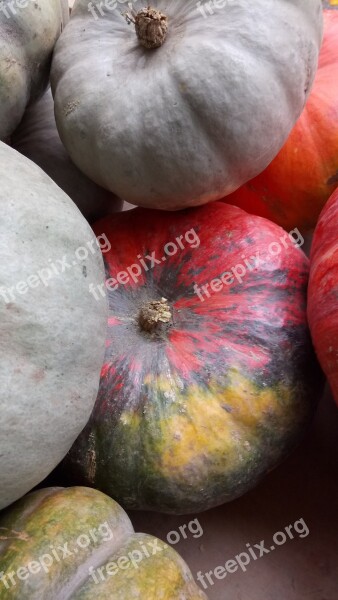 Nature Vegetable Soup Pumpkin Fall