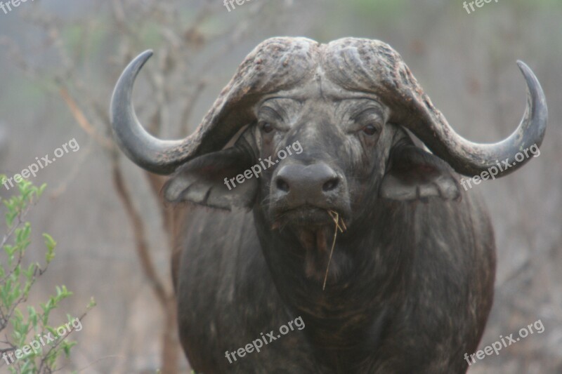 Buffalo Africa Big 5 Bovine Safari