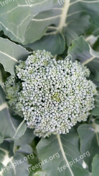 Vegetable Broccoli Food Healthy Fresh