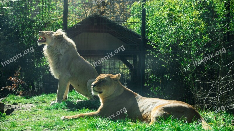 Lion Zoo Dangerous Big Cat Male