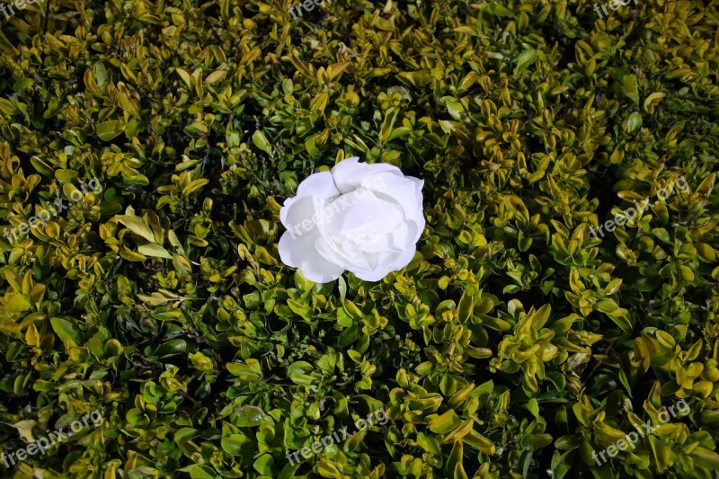 White Rose Flower Green Bush