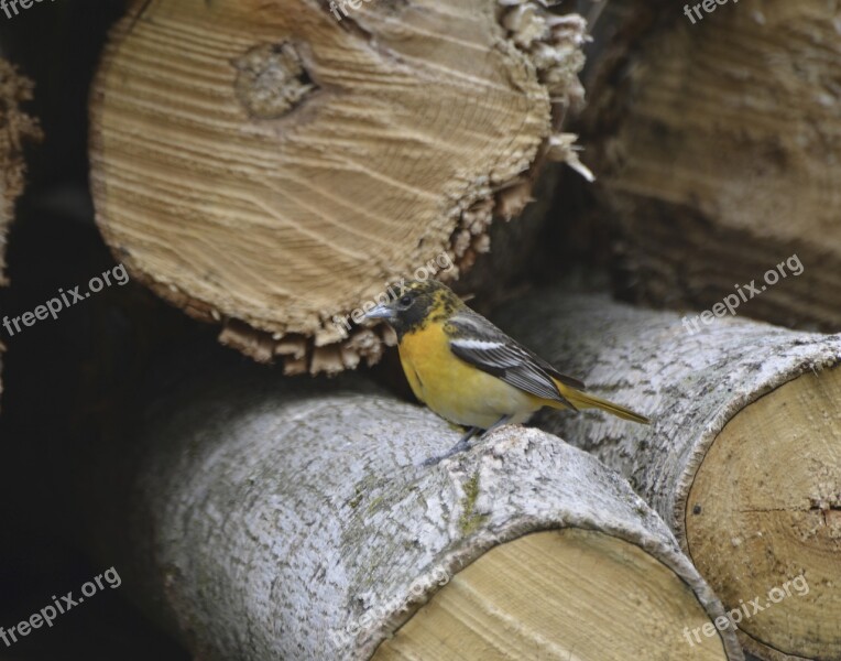 Baltimore Oriole Bird Spring Colorful