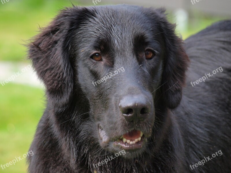 Flatcoated Retriever Flat-coated Retriever Dog Animal