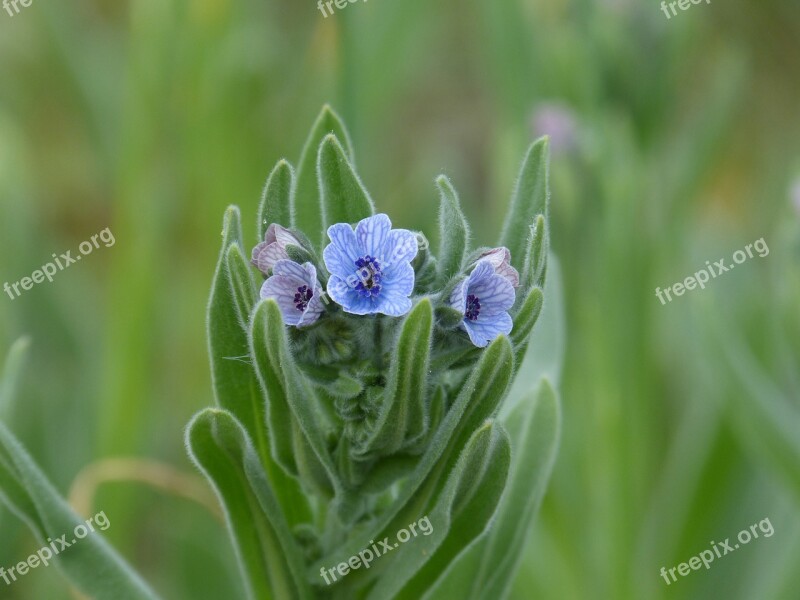 Flower Small Lilac Wild Flower Blue