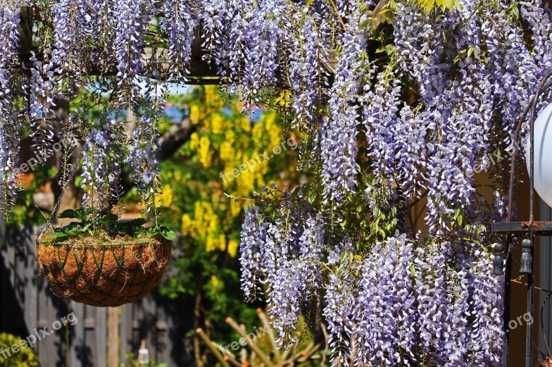 Blue Rain Creeper Laburnum Garden Spring