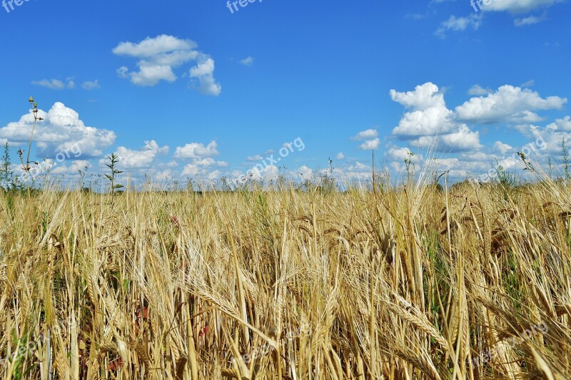 Rye Field Land Landscape Nature