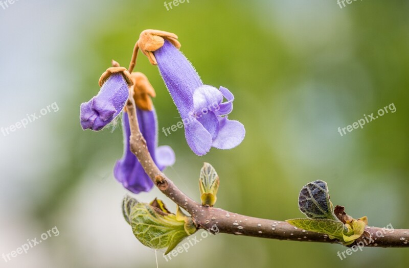 Blossom Bloom Violet Kiriblüte Blue Bell Tree