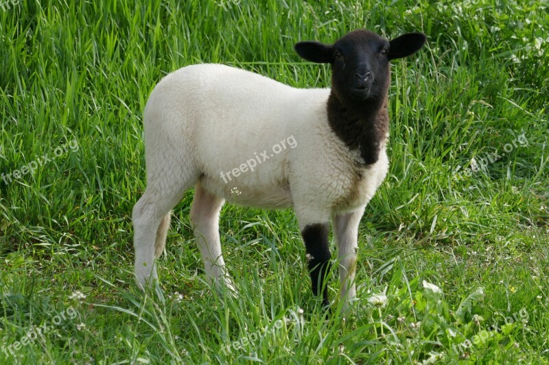 Sheep Lamb Animals Free Photos