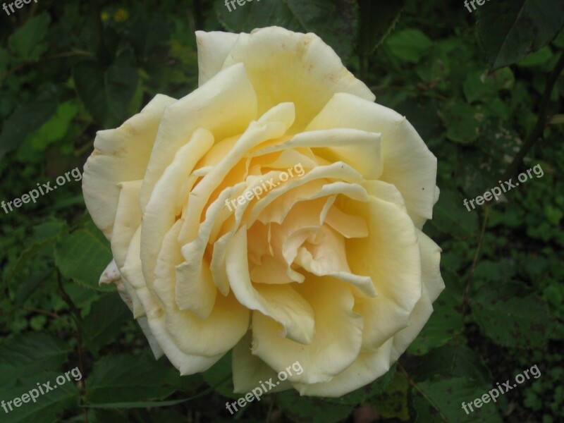 Flower Rose Yellow Nature Bloom