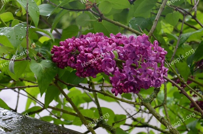 Lilac Purple Blossom Bloom Lilac Flower