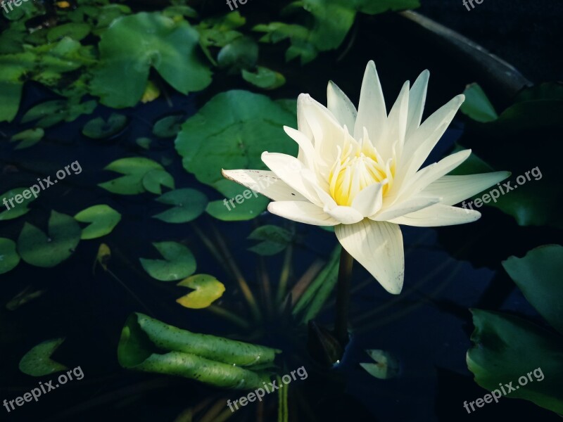 Lotus Flower Blossom Nature Plant